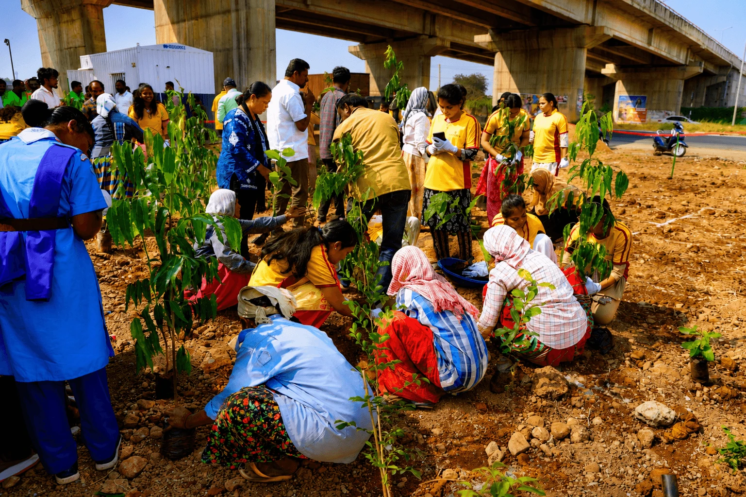 The Miyawaki method being applied on the ground